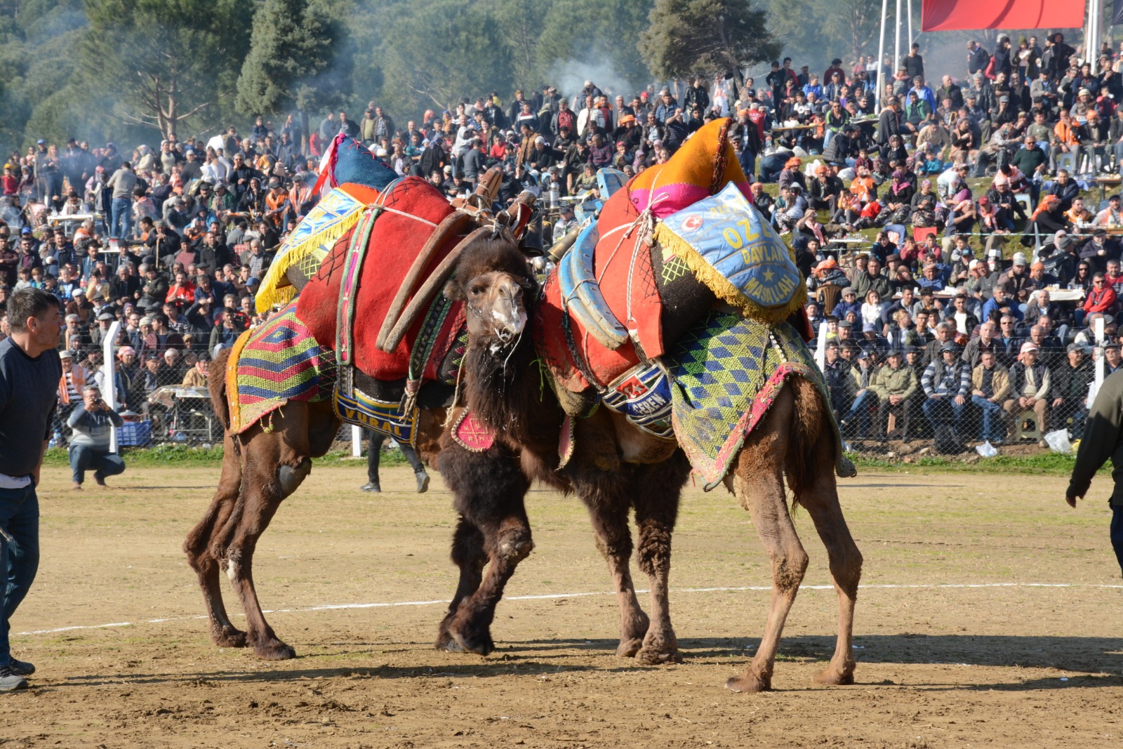Germencik Deve Güreşi Festivali yağış nedeniyle iptal edildi