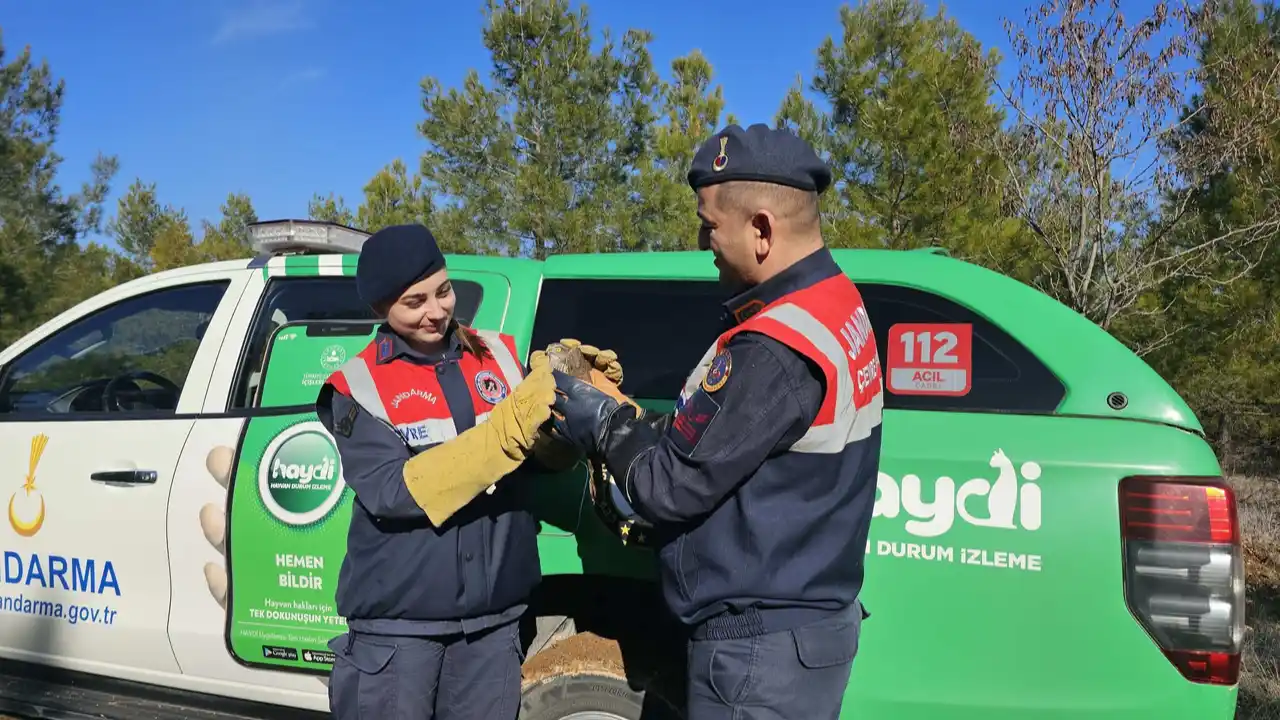 Uşak Jandarma HAYDİ Timi Yaralı Atmacayı Kurtardı!