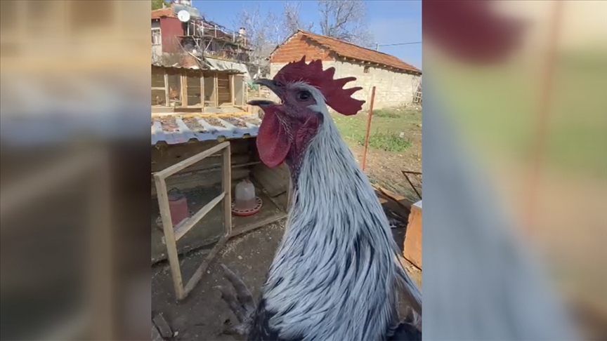 Denizli'de öterken bayılan horozun videosu sosyal medyada ilgi gördü