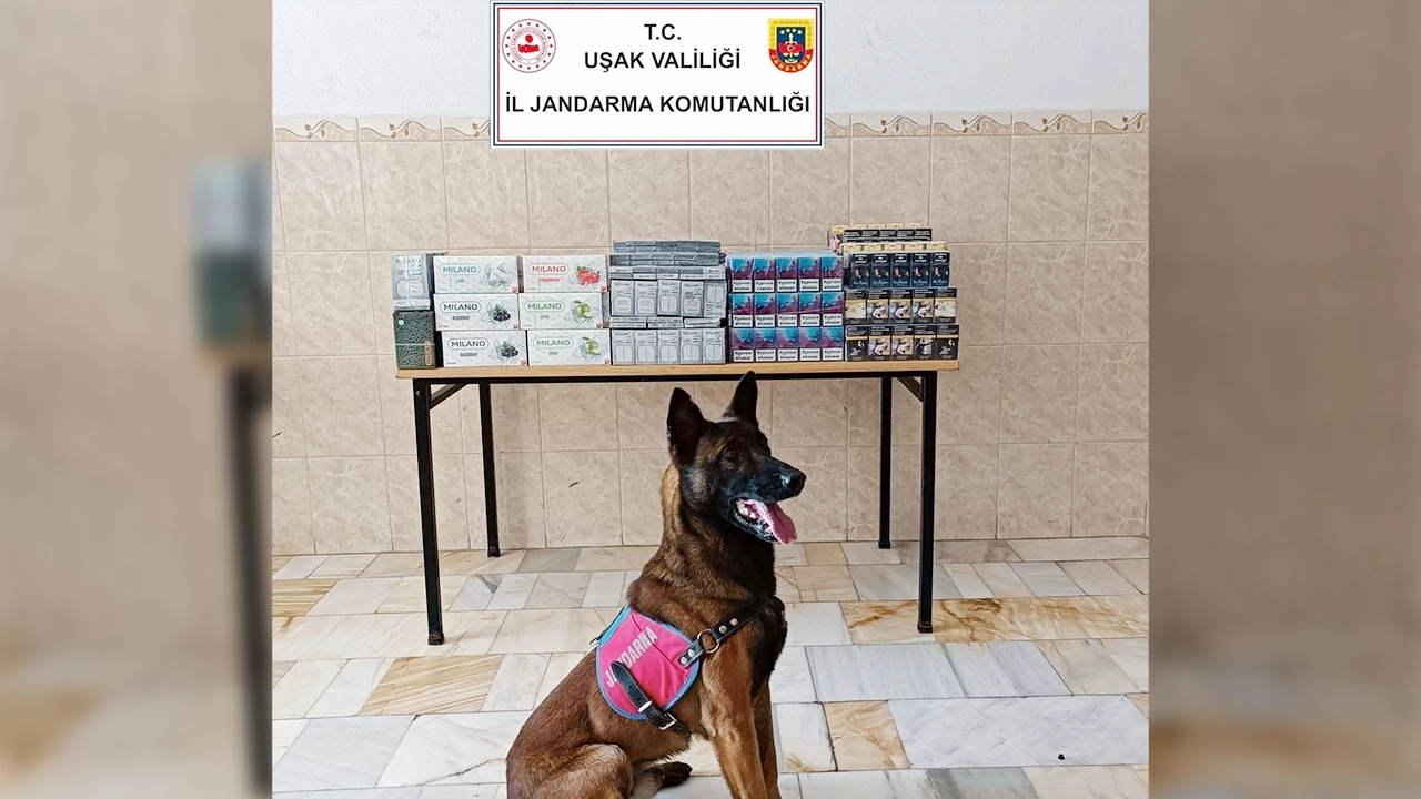 Dedektör Köpek 'DARI'dan Kaçakçılara Darbe