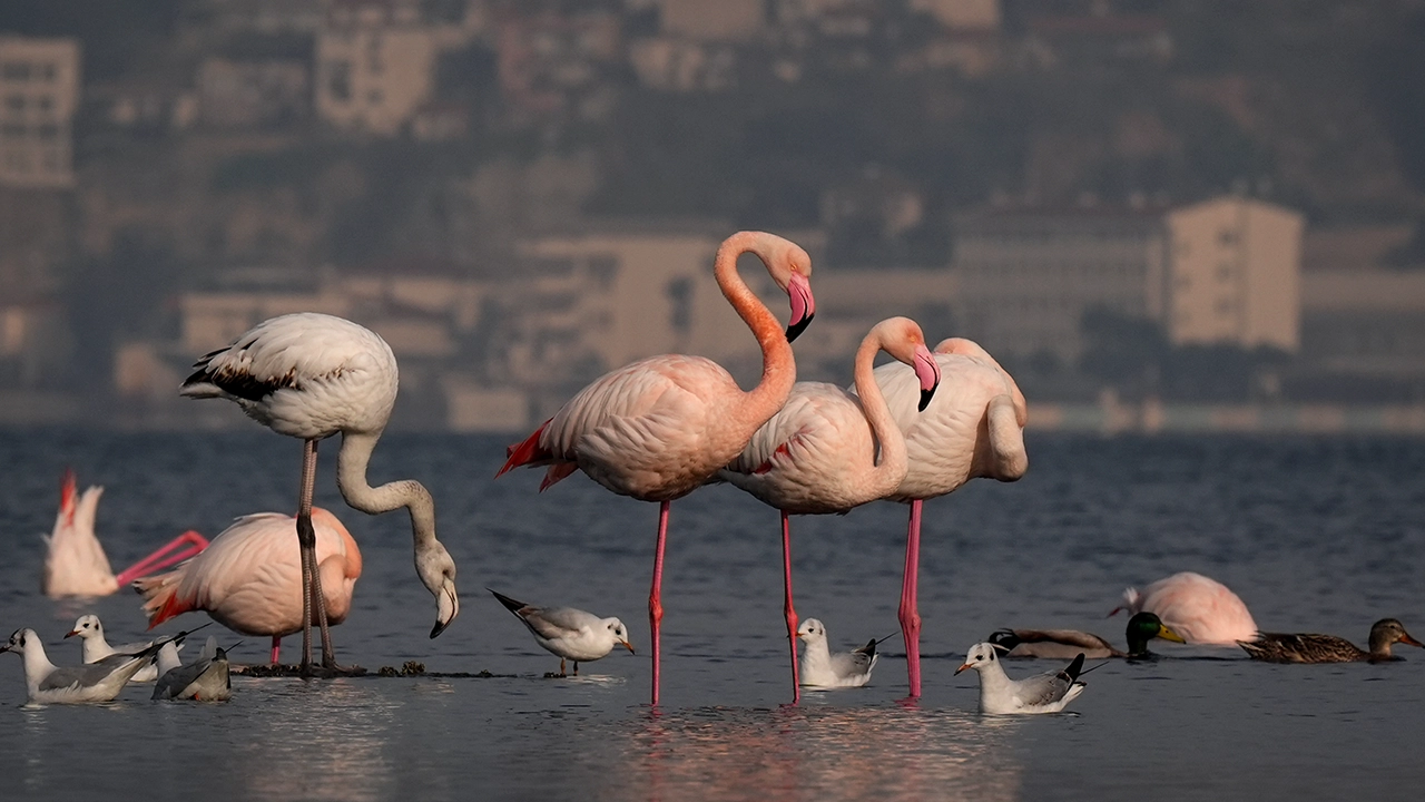 İzmir'in "şehirli" flamingoları iç körfezde besleniyor