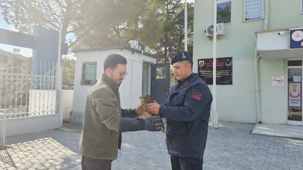 Ulubey’de Yaralı Şahin Koruma Altına Alındı