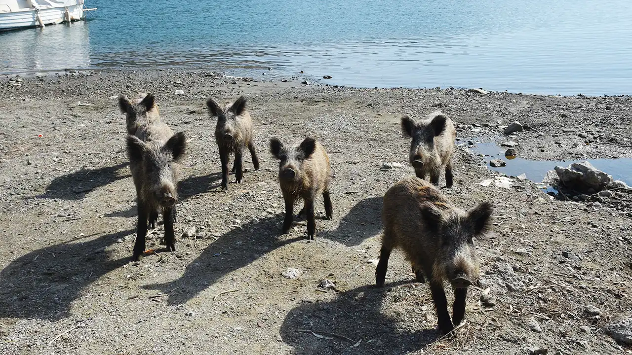 Marmaris'te yaban domuzları sahile indi