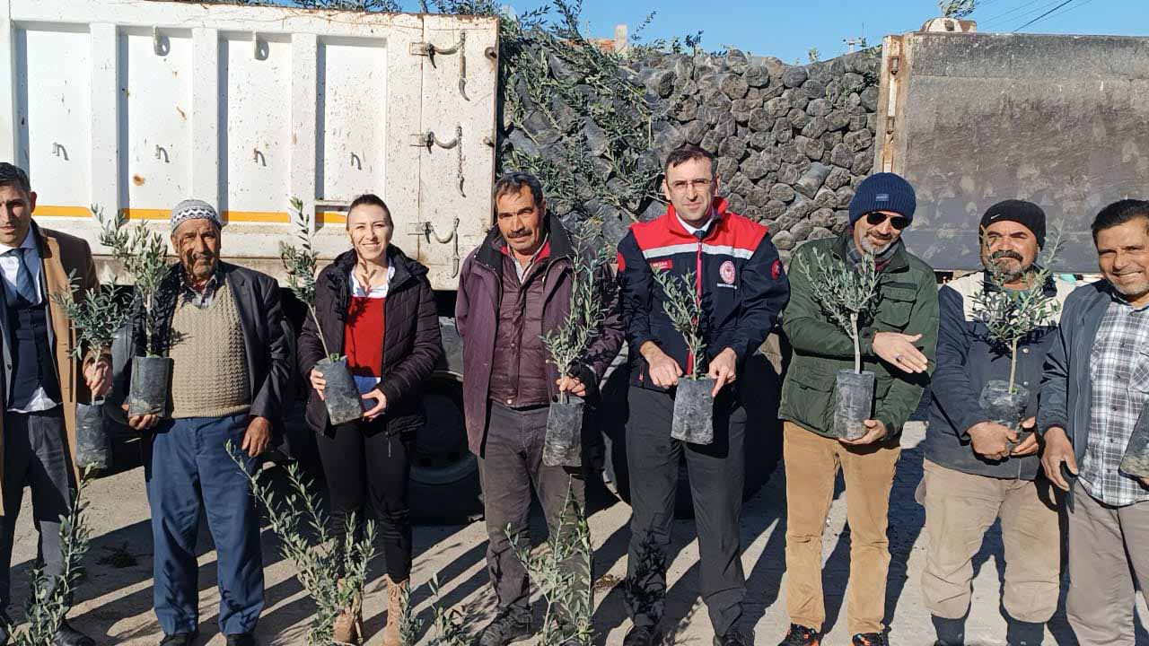 Uşak’ta Çiftçilere 5000 Zeytin Fidanı Dağıtıldı!