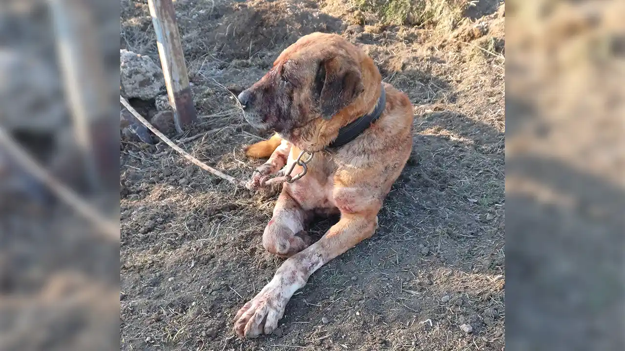 Afyonkarahisar'da köpek dövüştürdükleri iddiasıyla 48 kişi yakalandı