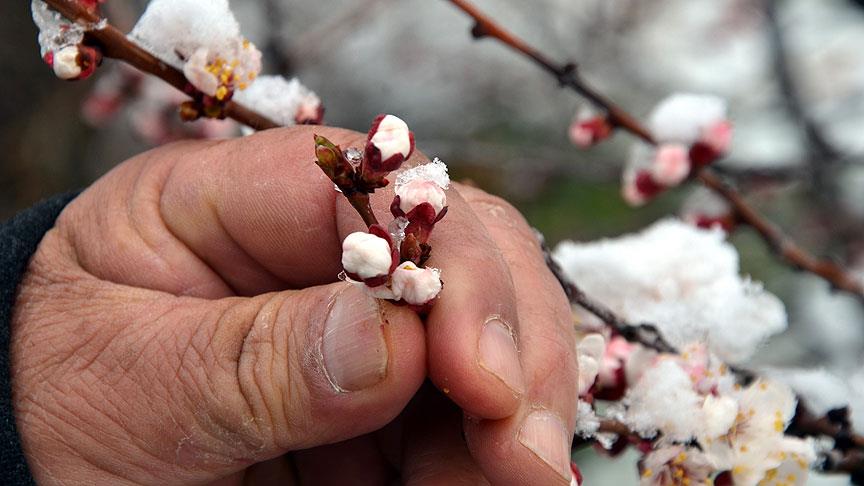 Denizli'de tarım alanları zirai dondan etkilendi