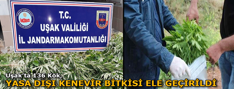 UŞAK’TA 136 KÖK YASADIŞI KENEVİR BİTKİSİ ELE GEÇİRİLDİ