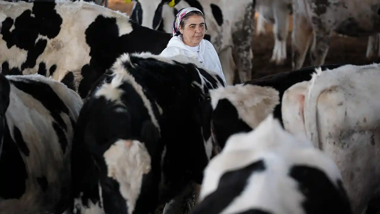 Eşi 3 kez iflas edince hayvan çiftliği kurup iş kadını oldu