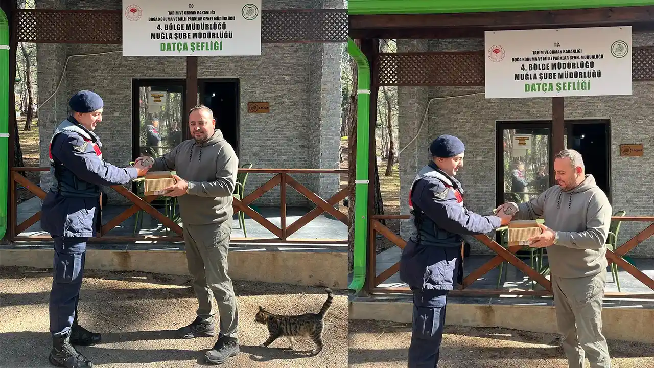 Datça'da jandarmanın yaralı bulduğu kumru tedaviye alındı