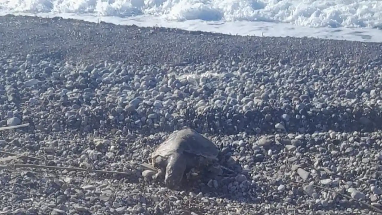 Datça'da sahilde ölü caretta caretta bulundu