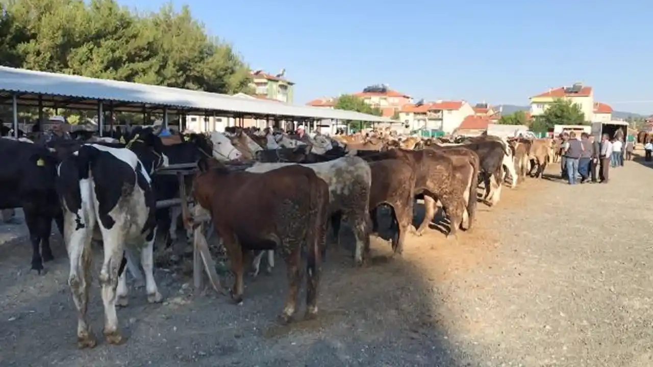 Banaz’da Şap Alarmı! Hayvan Pazarı Süresiz Kapatıldı