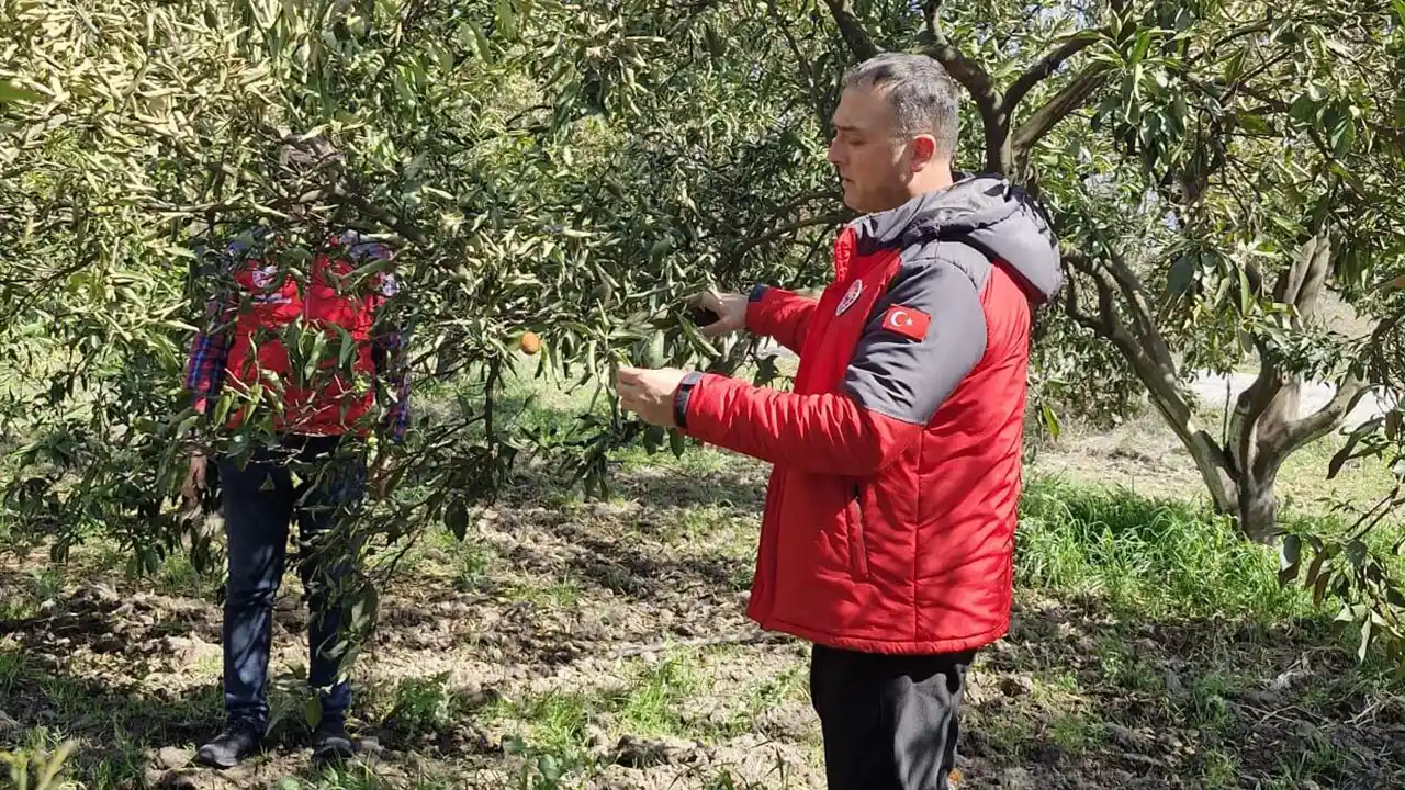 Muğla'da don vuran narenciye bahçelerinde hasar tespit çalışması yapılıyor