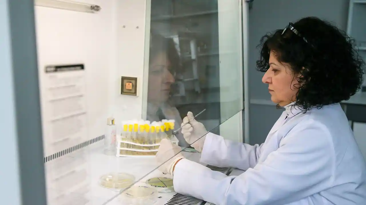 Erkek Arı Larvası Bakterileri Yok Ediyor