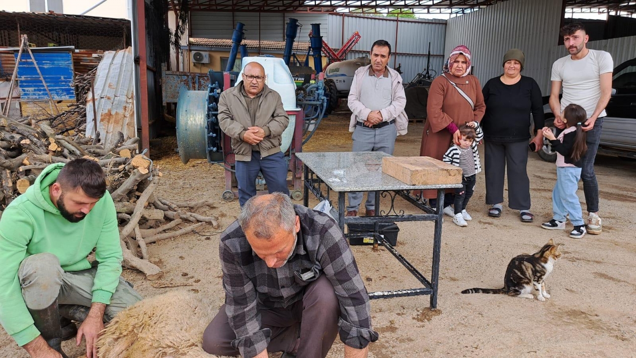 Aydın'da etkili olan yağış dolayısıyla "şükür kurbanı" kesildi