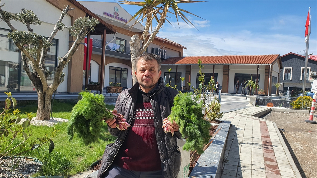 Demirci'de çaşır otu gelir kapısı oluyor