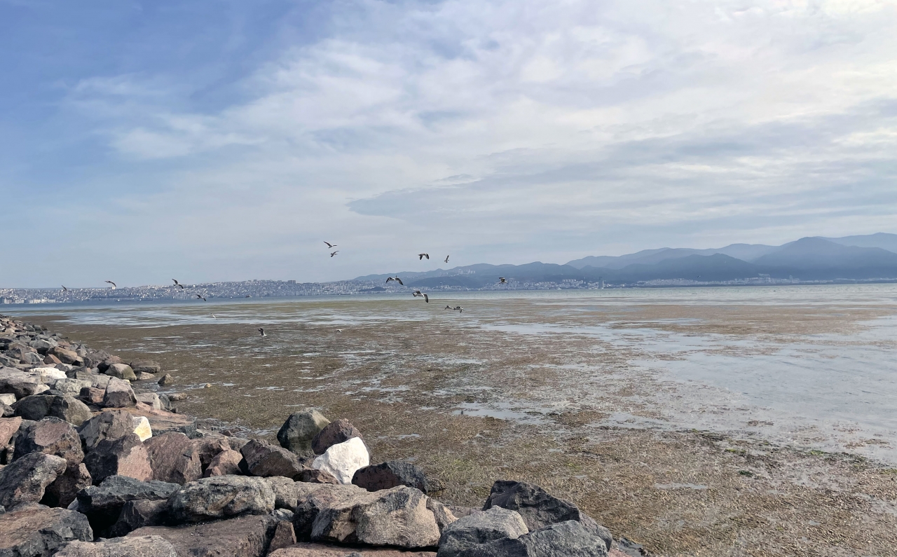 İzmir'de Bostanlı sahilinde yosun tabakası oluştu