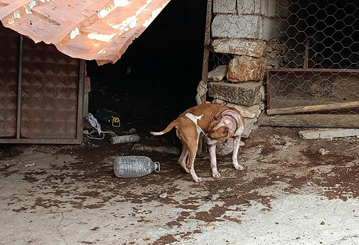 Manisa'da pitbull besleyen 2 kişiye, 304 bin lira para cezası verildi