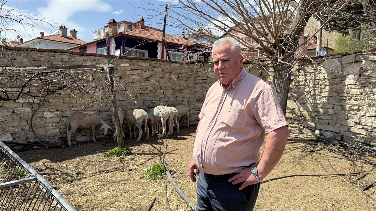 Kütahya'da sahipsiz köpeklerin saldırdığı koyunlar telef oldu