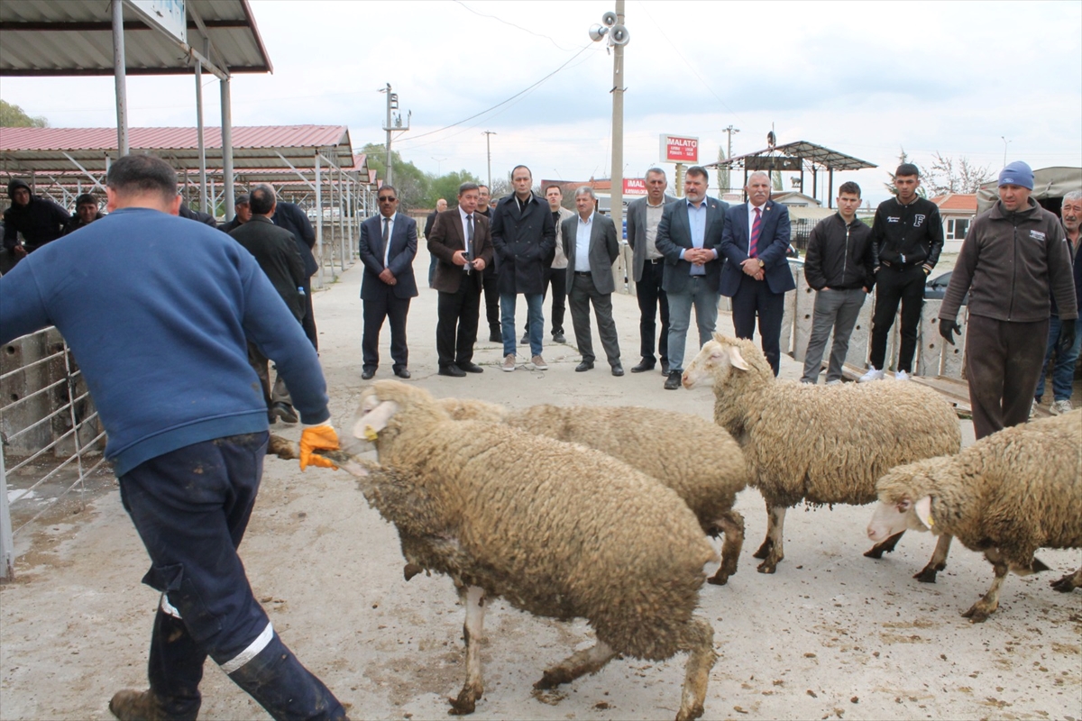 Çay'da üreticilere koyun dağıtımı yapıldı