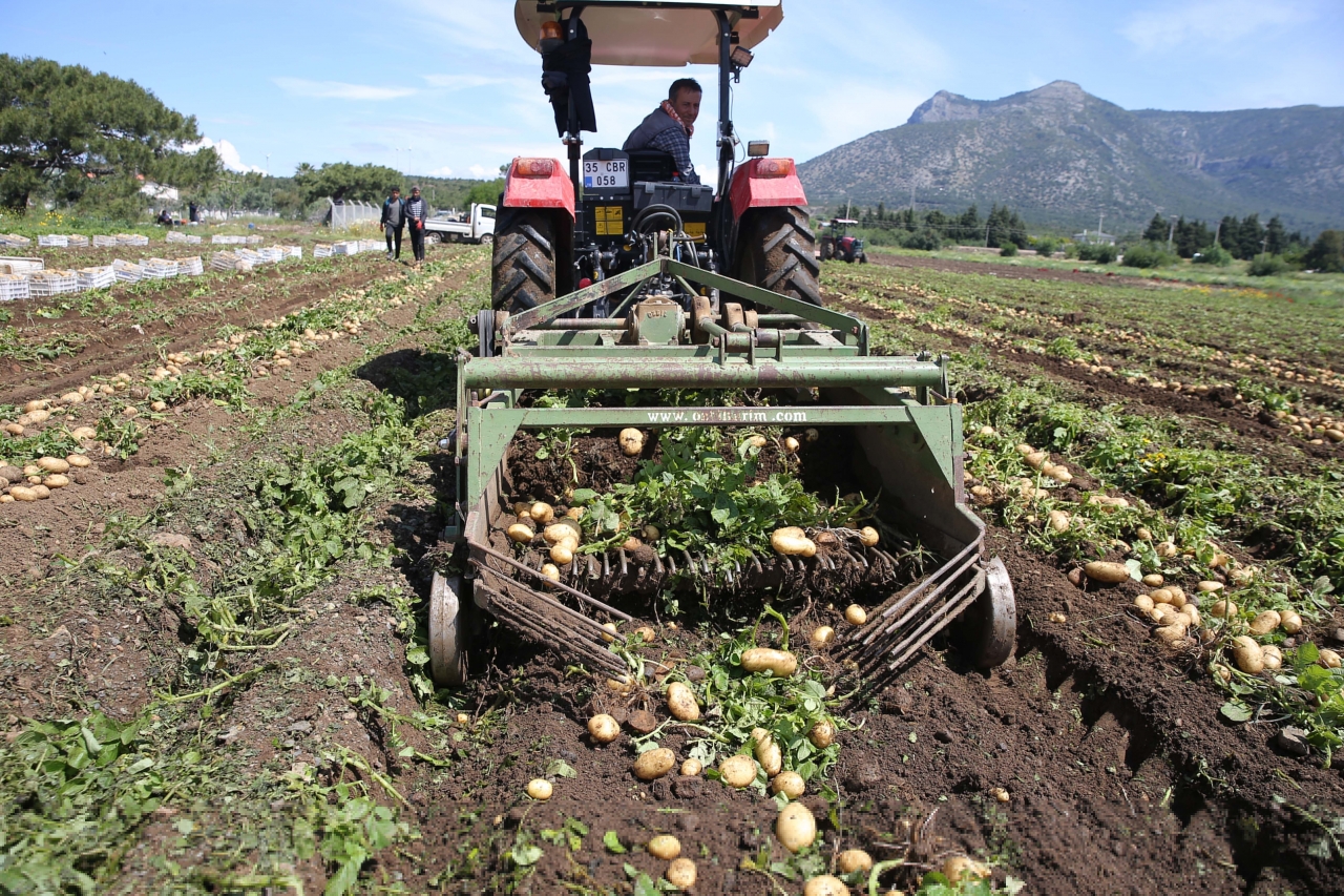 Datça'da turfanda patates hasadı yapılıyor