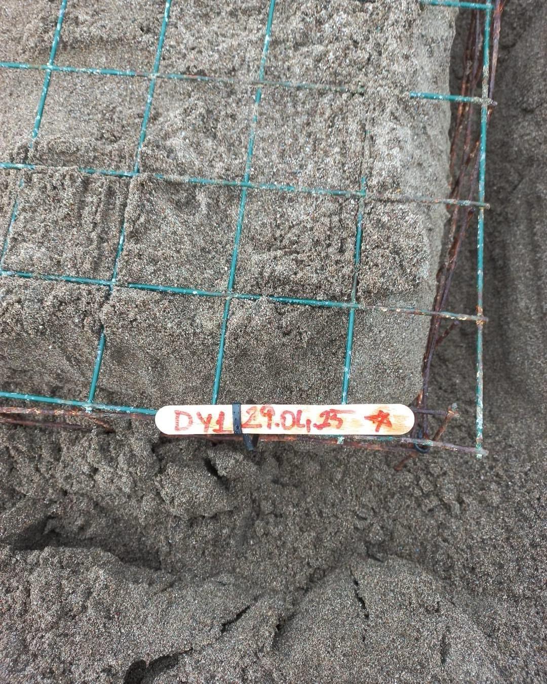 Muğla'da caretta carettalar İztuzu sahiline yumurta bırakmaya başladı