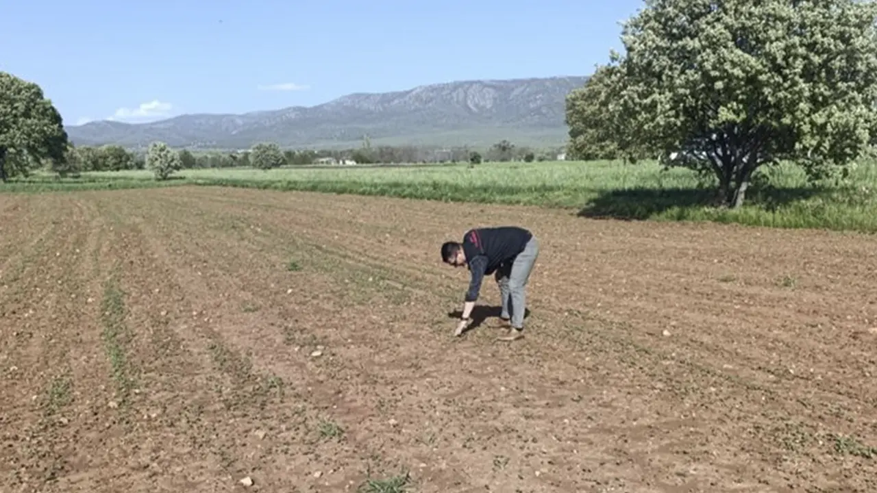 Uşak Sivaslı’da Karabuğday Tarlaları Yeşerdi! İşte O Proje