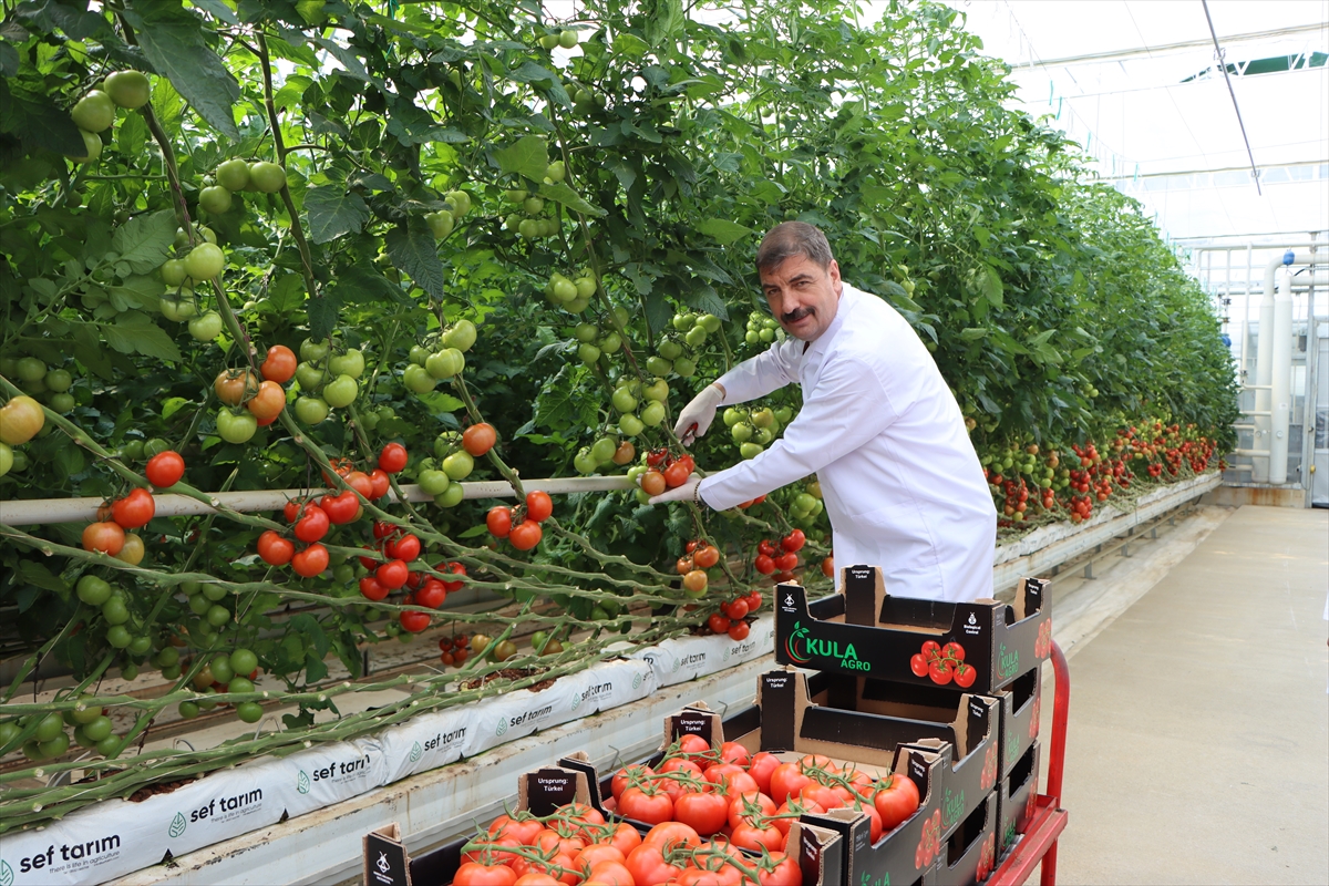 Manisa'da jeotermal serada üretilen 500 ton domates ihraç edildi