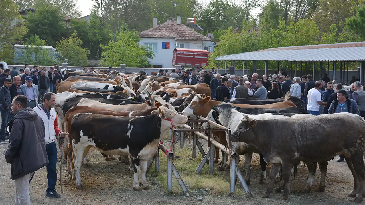 Banaz'da Hayvan Pazarı Yeniden Açıldı