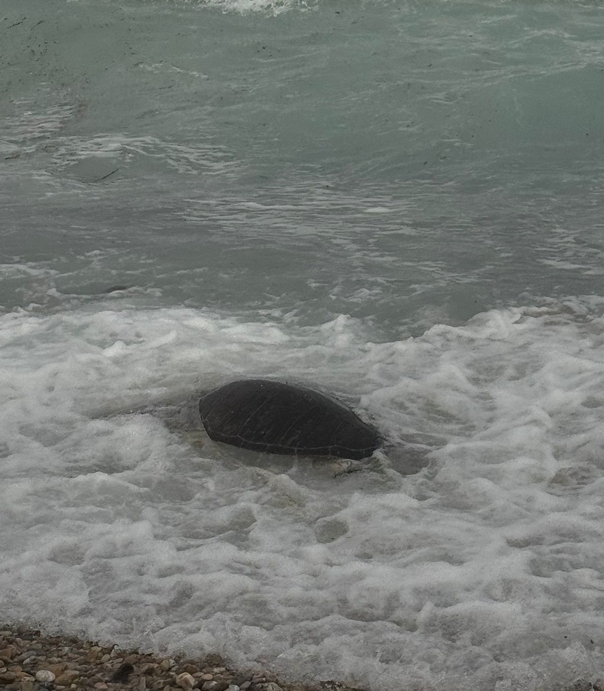 Datça'da sahilde ölü caretta caretta bulundu