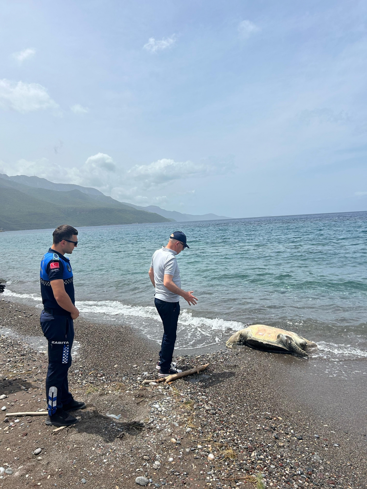 Datça sahilinde ölü caretta caretta bulundu