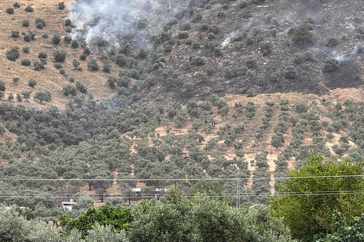 İzmir'de zeytinlik alanda çıkan yangın kontrol altına alındı