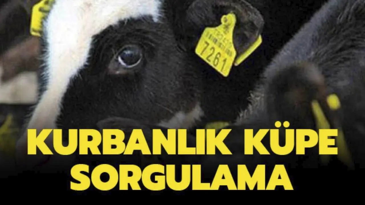 Uşak’ta Kurbanlık Alacaklar Dikkat! Bu Uygulama Olmadan Satın Almayın