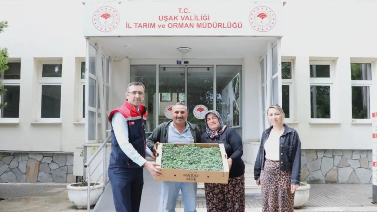 Uşak’ta Üreticiye 333 Bin Domates Fidesi Desteği