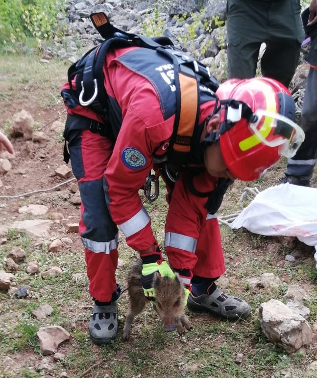 Muğla'da sulama kanalına düşen köpek ve kuyuya düşen domuz yavrusu kurtarıldı