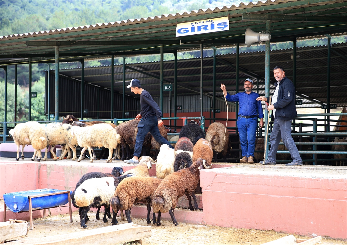 Kurbanlık seçiminde "küpe ve belge" uyarısı