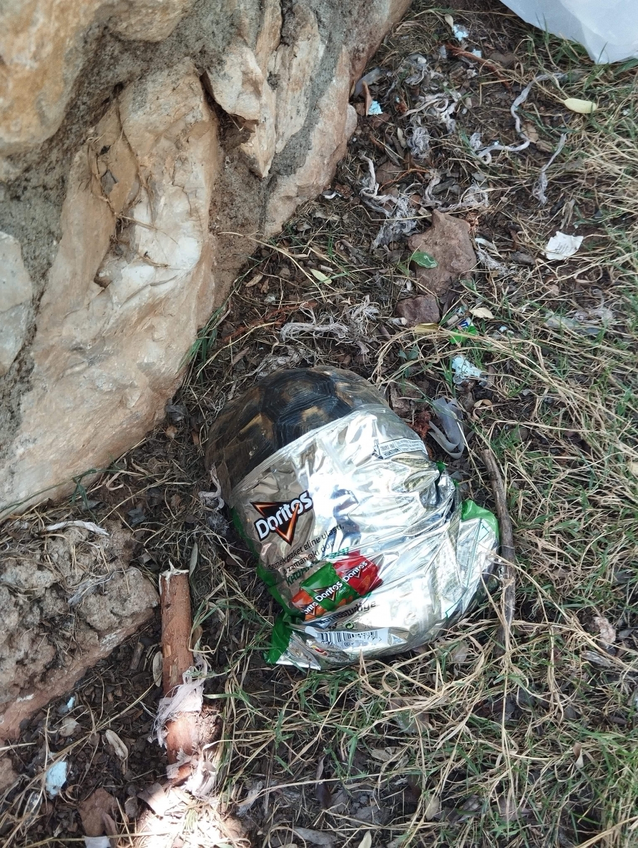 Muğla'da cips ambalajına sıkışan kaplumbağayı temizlik işçileri kurtardı