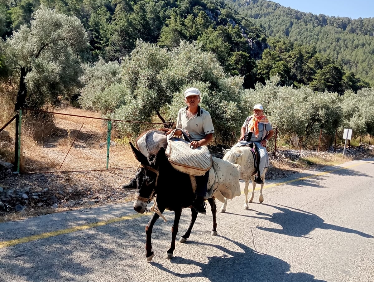 Muğla'da "22. Göcek, Gürsu, Pırnaz Yayla Yürüyüşü" yapıldı