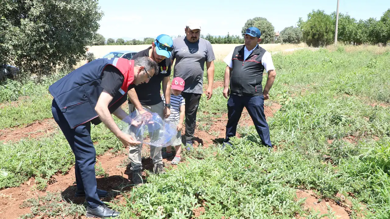 Uşak’ta Karpuz Tarlasında Yenilikçi Yöntem
