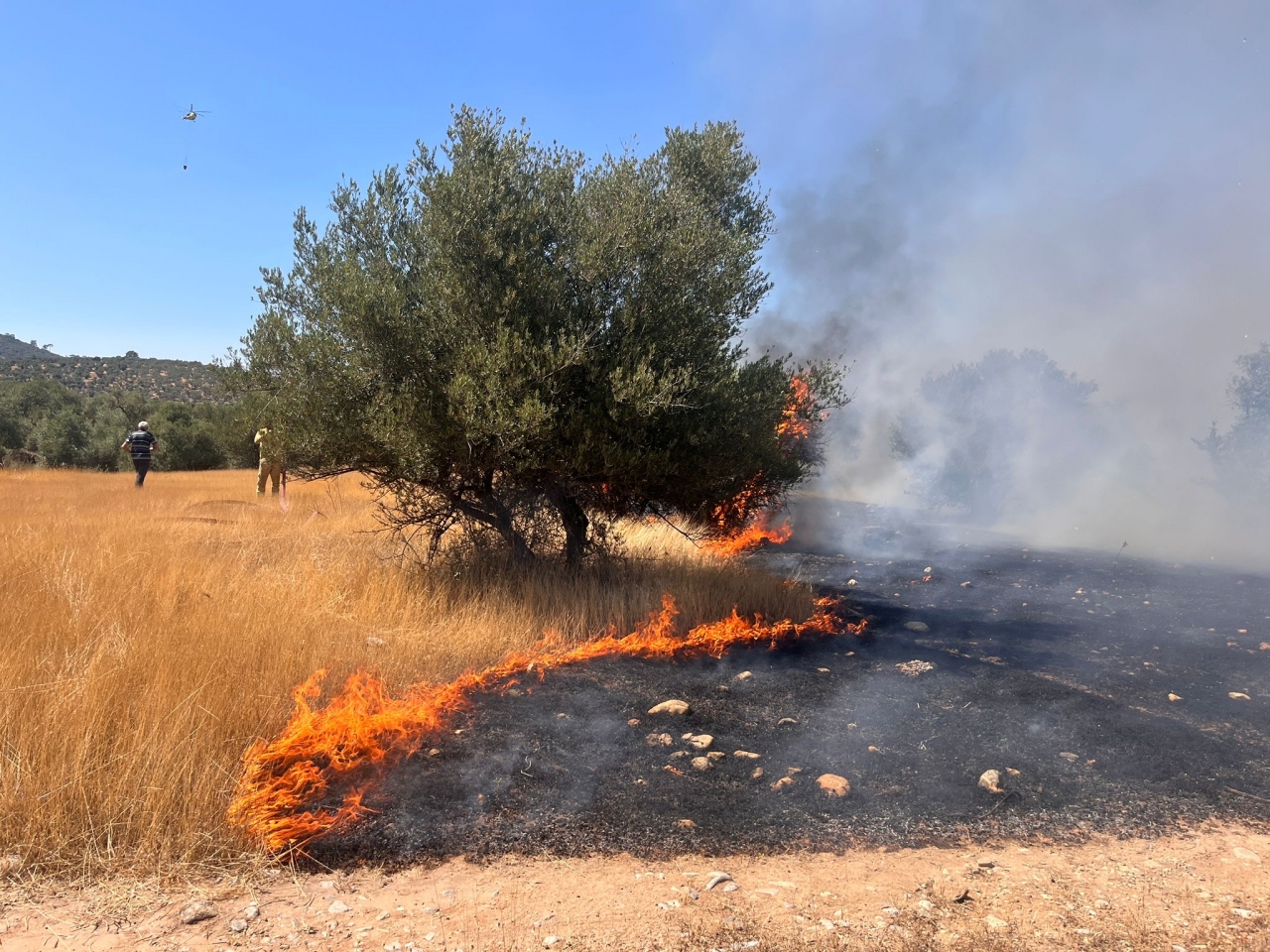 Milas'ta ormanlık alandaki yangına müdahale devam ediyor