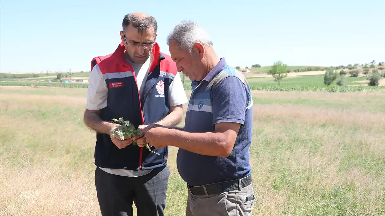 Uşak, Çörek Otu Üretiminde Türkiye’de Birinci Sırada