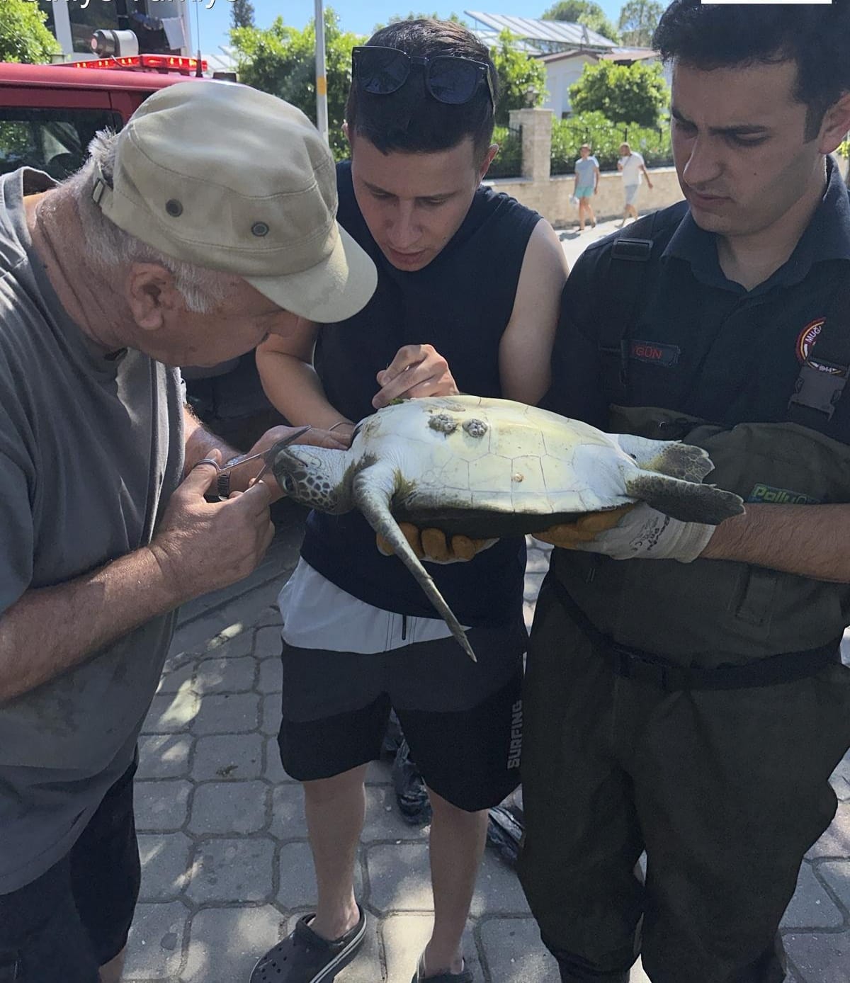 Fethiye'de misinaya dolanan caretta caretta kurtarıldı