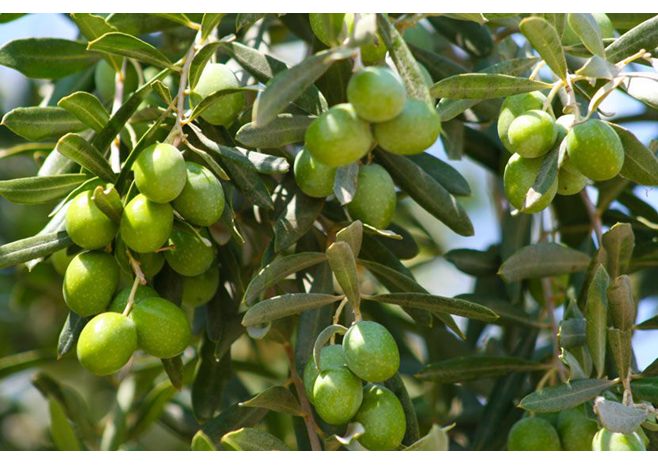 Kaleli zeytin üreticileri kooperatif kuracak