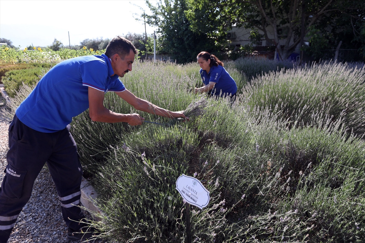Muğla'da aromatik üretimler ekonomiye katkı sağlıyor