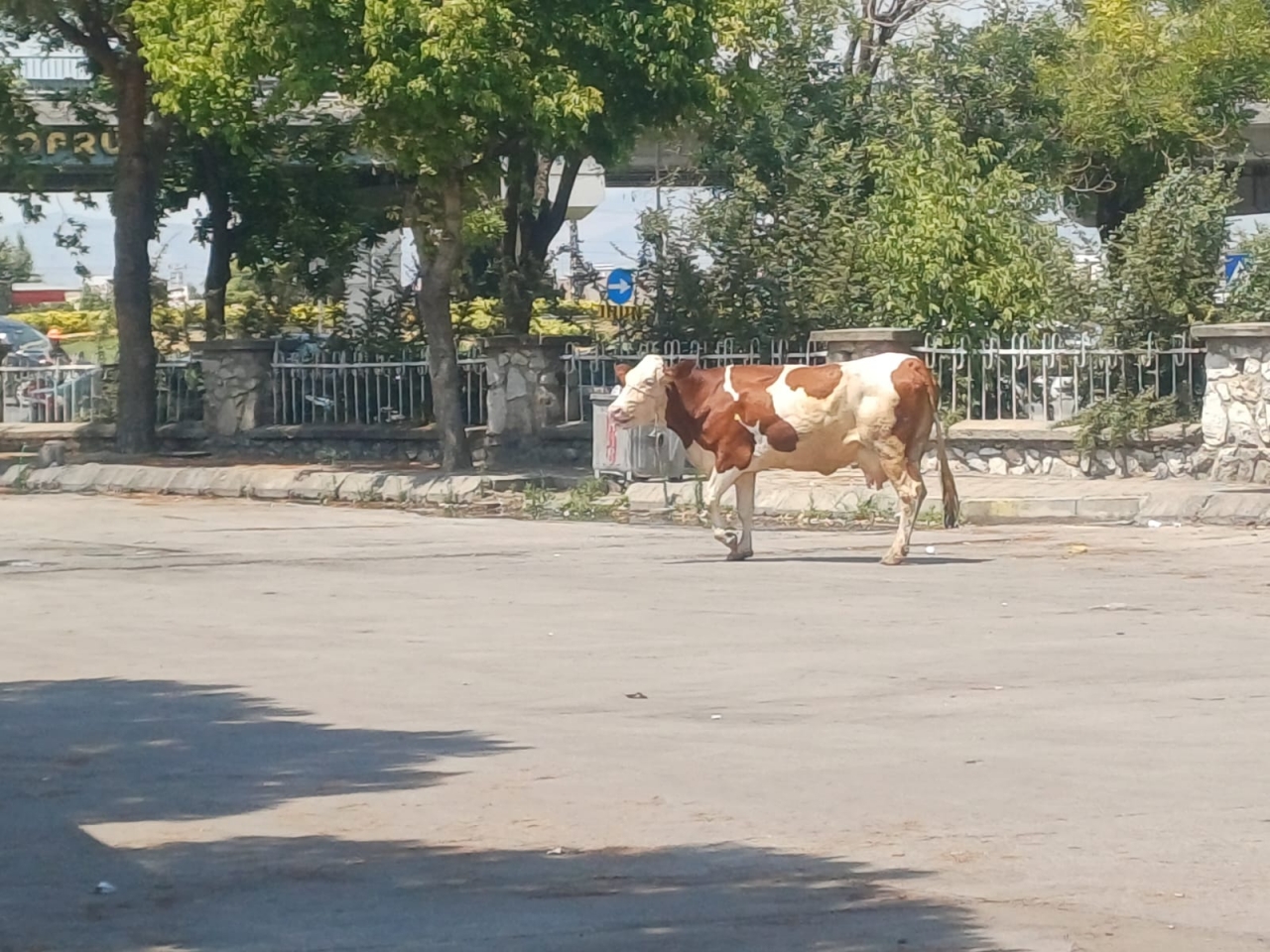 Salihli'de mezbahadan kaçan inek güçlükle yakalandı