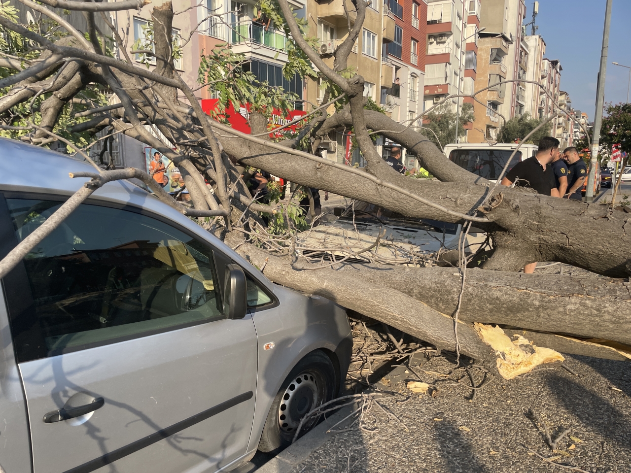 Aydın'da üzerine ağaç devrilen 2 otomobilde hasar oluştu