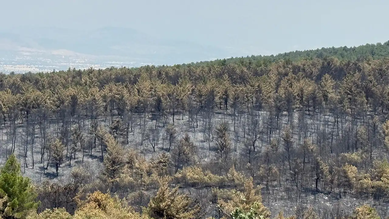 Sivaslı’da Yeşil Seferberliği: Yangın Sonrası Ekipler Sahada