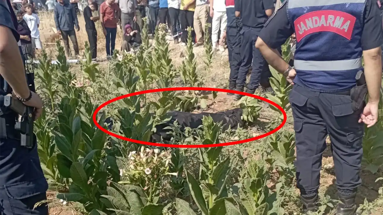 25 Yaşındaki Genç Tütün Tarlasında Ölü Bulundu