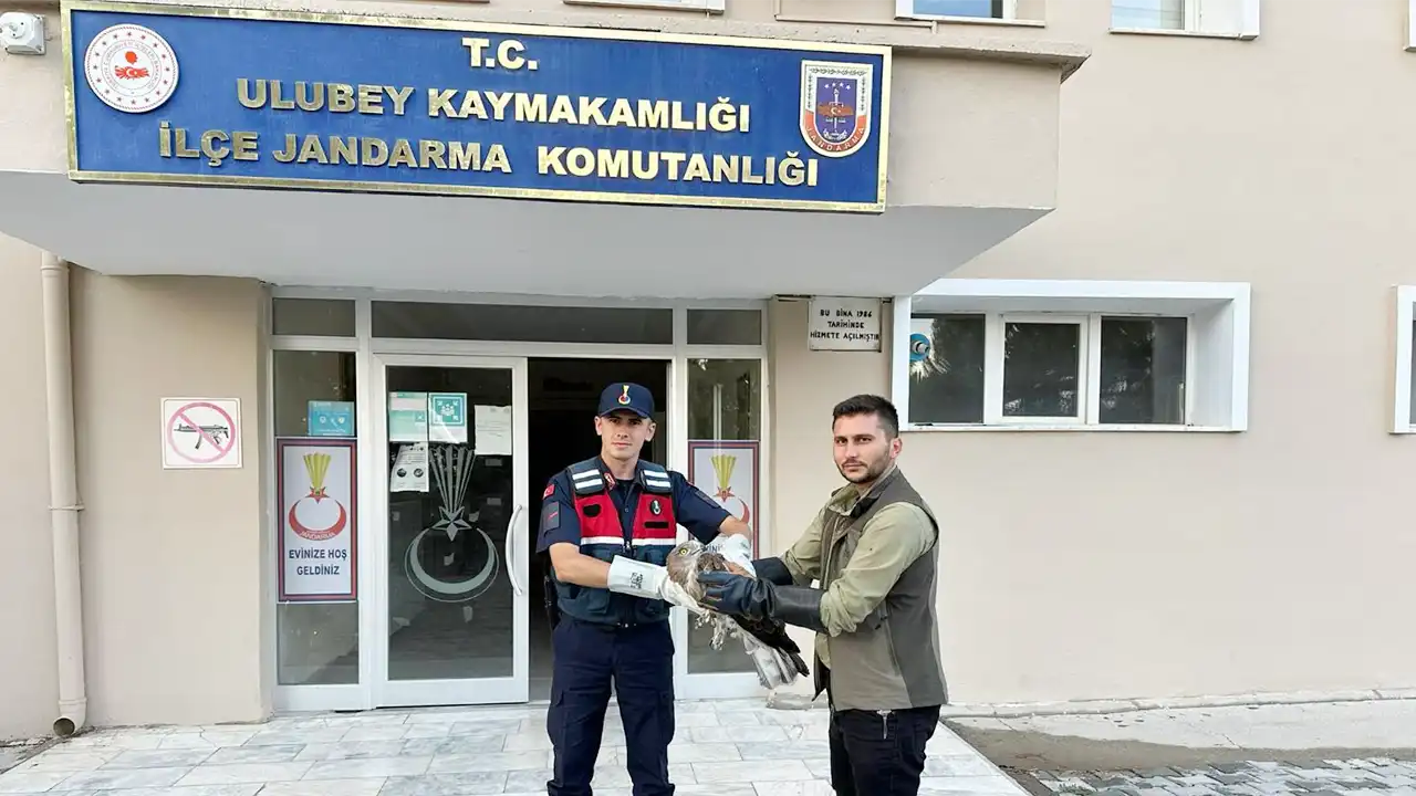 Yaralı Şahin Tedavi Altına Alındı