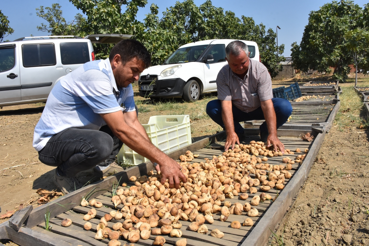 Aydın'da sezonun ilk kuru incirinin kilogramı 400 liradan satıldı