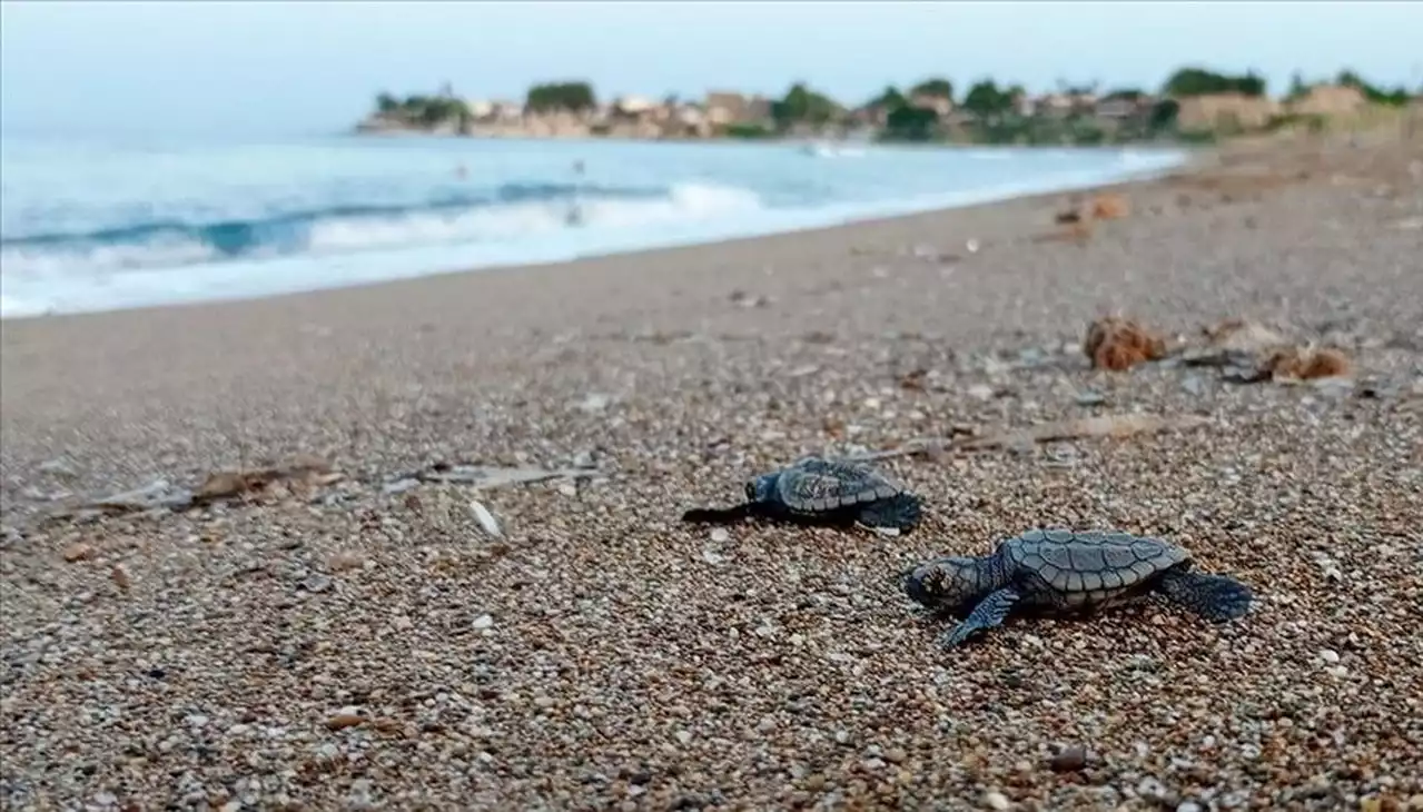 Uydu cihazıyla izlenen caretta caretta 'Tuba' ikinci dünya turuna salındı